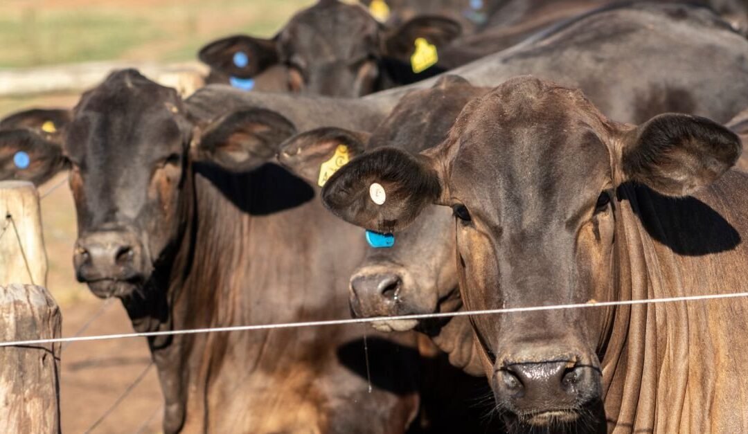 Livestock Management Funding Opportunities