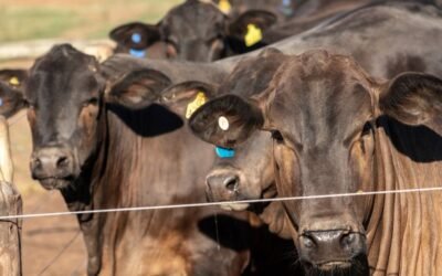 Livestock Management Funding Opportunities