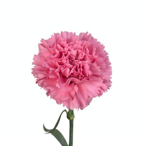 carnation agnese hot pink