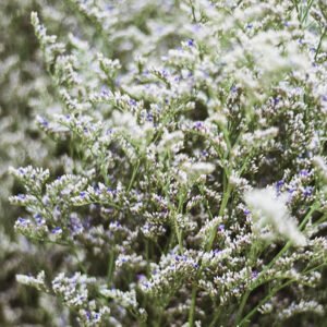 Limonium Florist Near Me