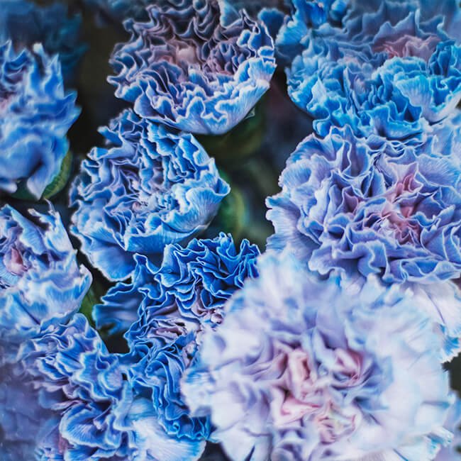 Our Favorite Popular Blue Flowers for DIY Weddings