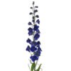 delphinium belladonna dark blue