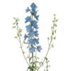 delphinium belladonna light blue
