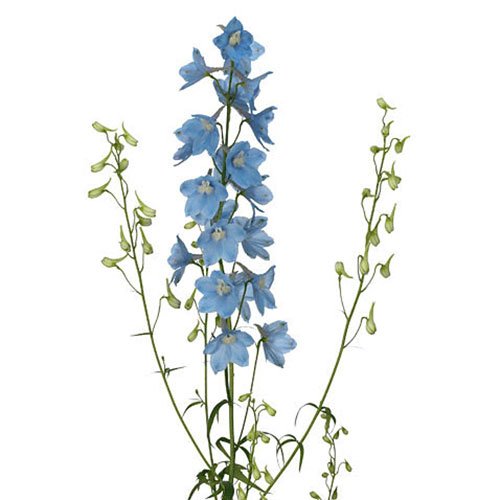 delphinium belladonna light blue