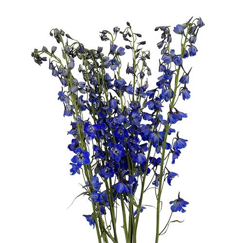 delphinium royal dark blue