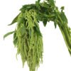 amaranthus hanging green