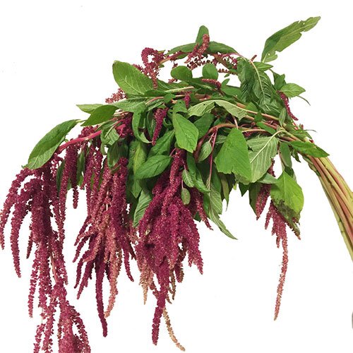 amaranthus hanging red