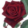 rose burgundy