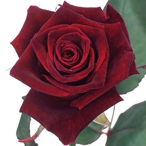 rose burgundy