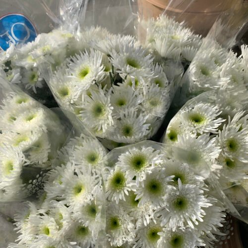 white spider mums