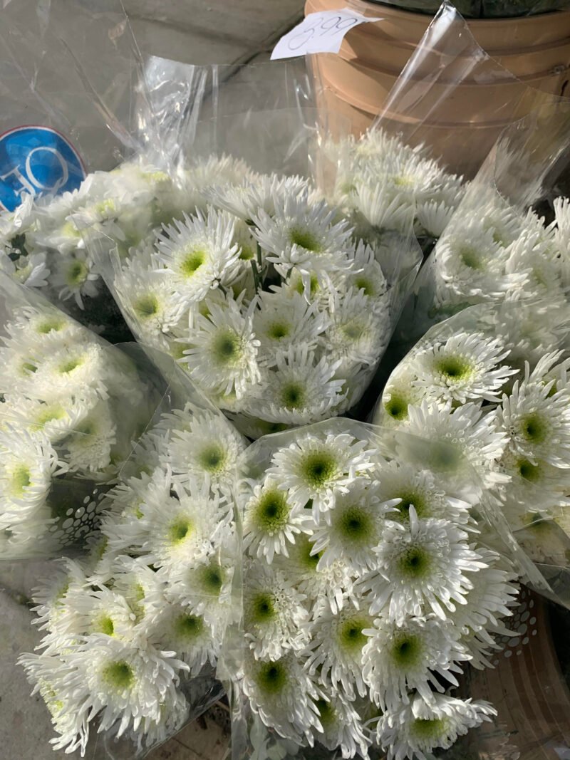 white spider mums