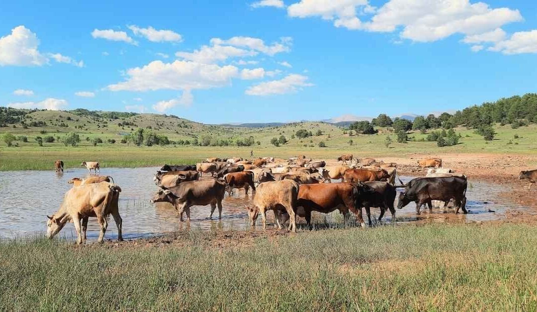 The Smart Way to Keep Your Livestock Watered: Why Canadian Ranchers Choose the Solar Water Buggy