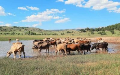 The Smart Way to Keep Your Livestock Watered: Why Canadian Ranchers Choose the Solar Water Buggy
