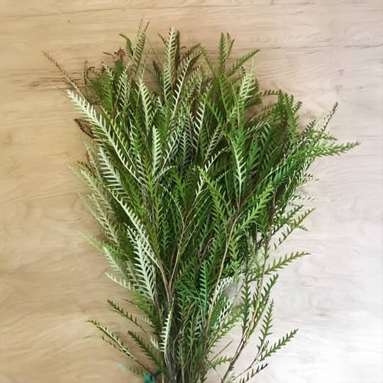 Grevillea wedding greenery order online