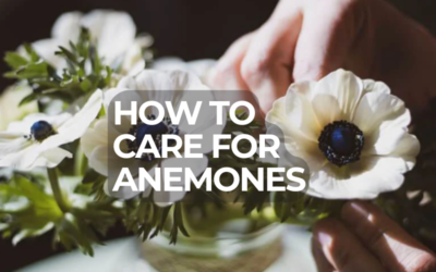 Caring for your Anenomes