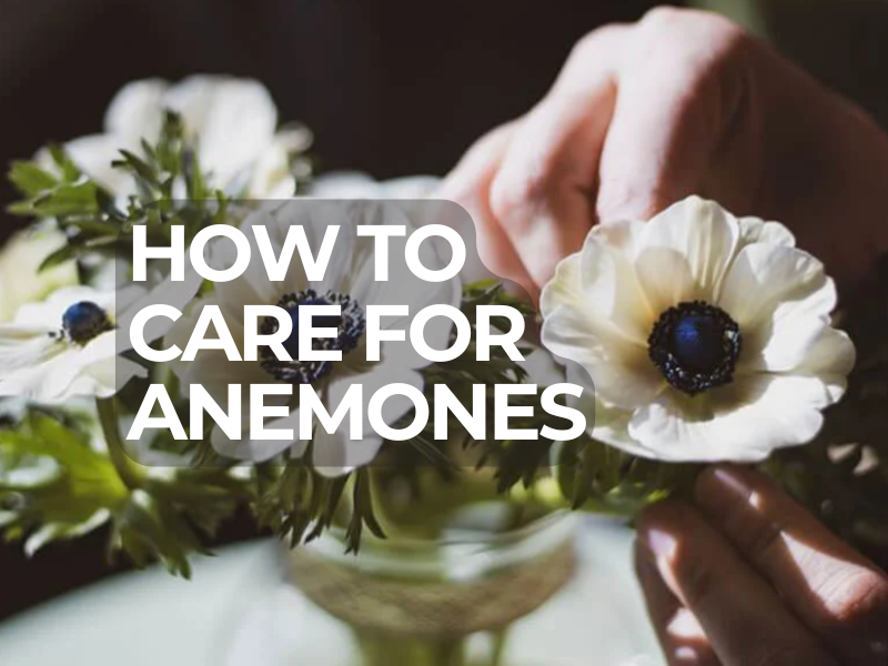Caring for your Anenomes