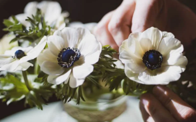 Caring for your Anenomes