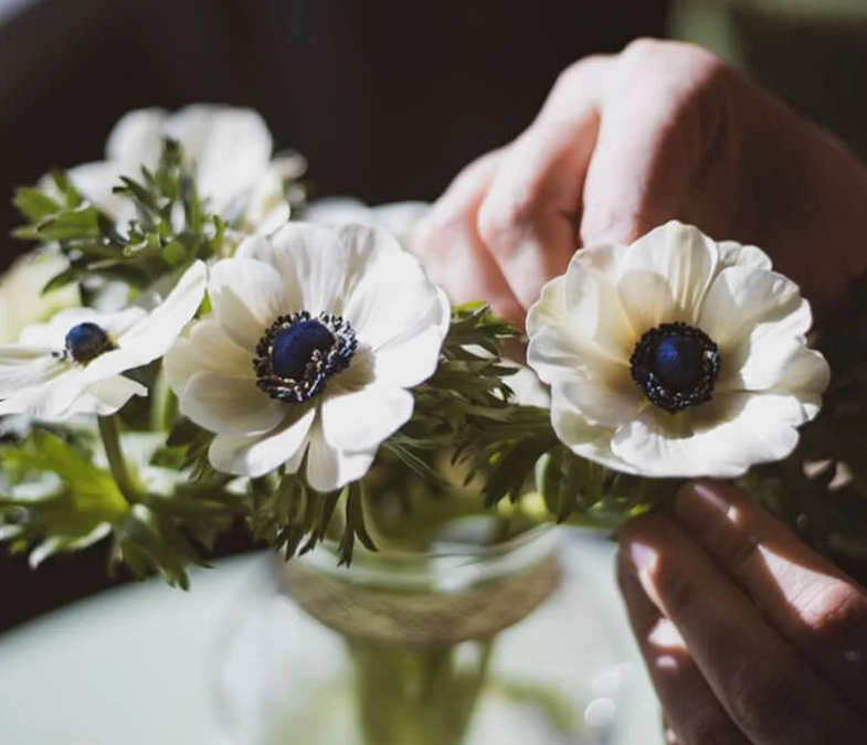 Caring for your Anenomes